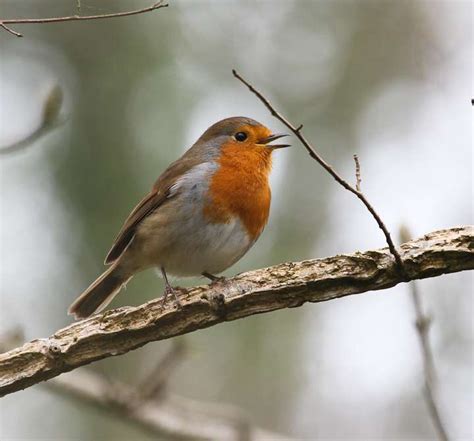 Robin at Saltram estate. by Alan Livsey - Devon Birds