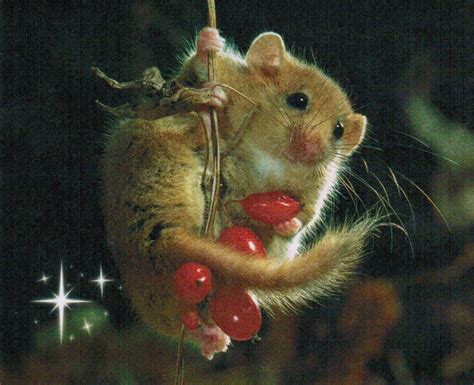 Mice Photo: All I want for Christmas is a Dormouse | Animals beautiful ...