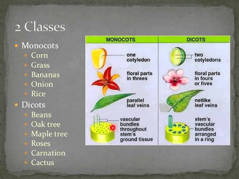 04 Taxonomy & Plants Flowering Plants - YouTube