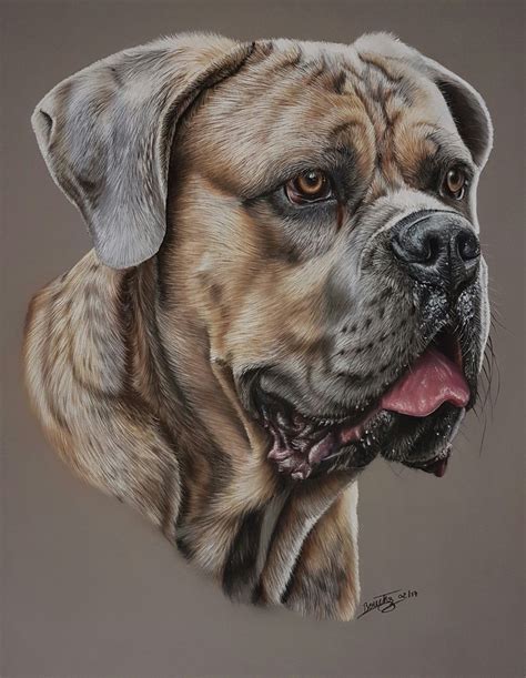 Cane corso, pastels 40 par 50cm in 2023 | Dog portraits painting, Dog paintings, Animal art