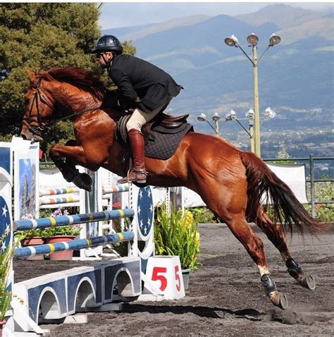 Pin by Connor on Show Jumping | Equestrian life, Show jumping, Horse ...