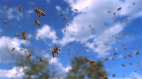 Bees GIF - Find & Share on GIPHY