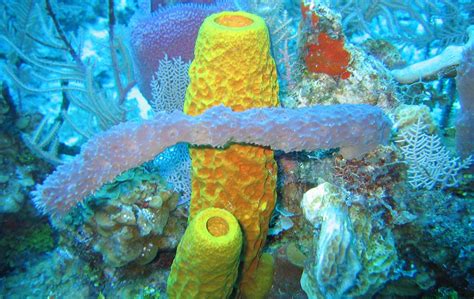 Yellow Tube Sponge - Oceana