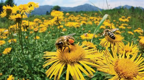 Busy, Buzzy Bees - NWF | Ranger Rick