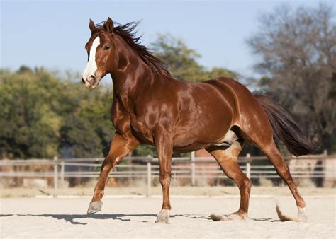 Quarter Horse Breed Profile - with History and Pictures - Helpful Horse Hints