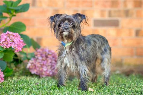 Maltese Terrier Mix Temperament