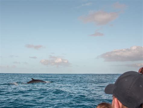 Whale watching in the Azores (photos!) | Season? Where? Tours & prices