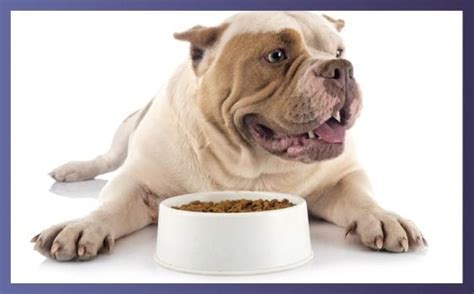 12 Best Bulldog Food Bowls For Your Bulldog - Dog Fluffy