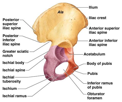 Hip Bone Anatomy or Pelvic Bone[Ilium-Pubis-Ischium] | Bone and Spine