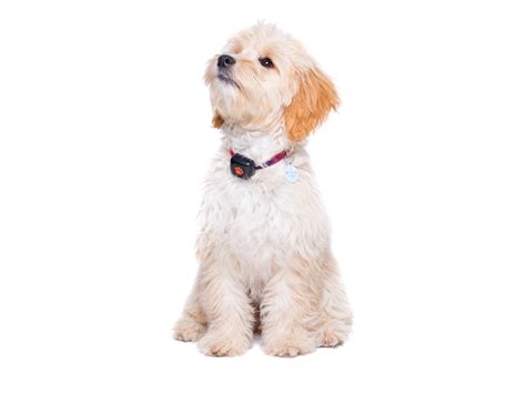 Cockapoo Breed Guide - PitPat