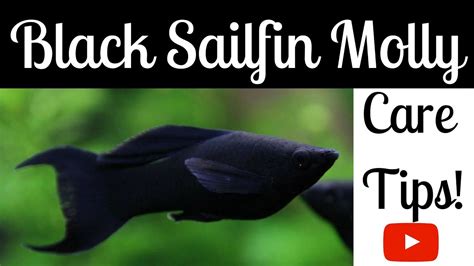 Black Sailfin Molly Care Tips - YouTube