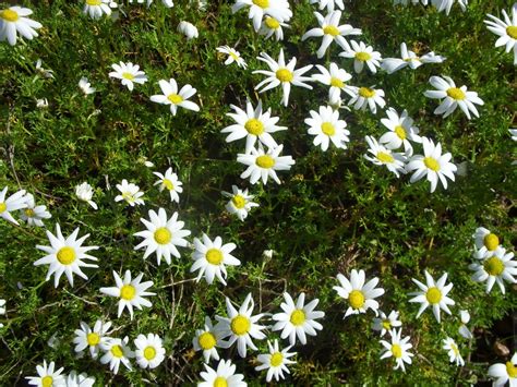 Jardim Autóctone: Esperança…