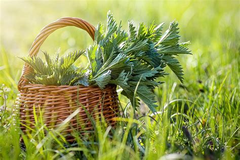 Nettle Soup Recipe - Botany-World