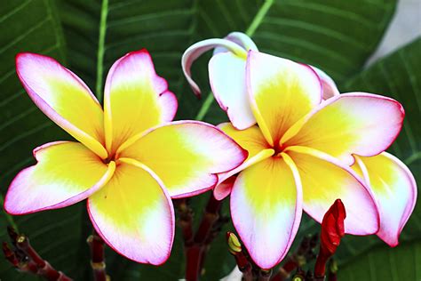 Frangipani Flower Meaning | Best Flower Site