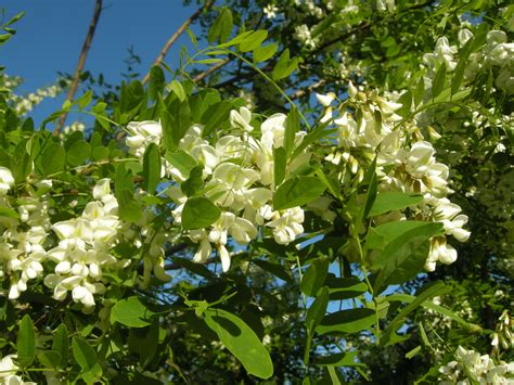 honey locust Honey Locust, Deciduous Trees, Get Outside, Garden Plants, Conservation, Canning