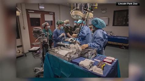 Rush University doctors perform first of its kind surgery on a monkey - WSVN 7News | Miami News ...