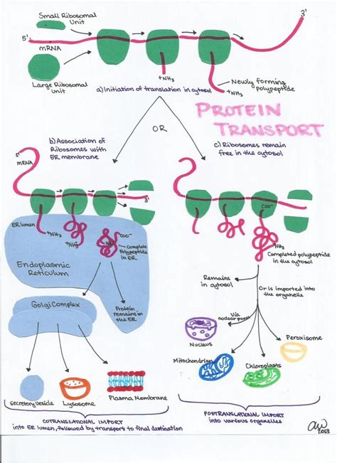 Cell Biology Study Guides | Cell biology, Study biology, Biology