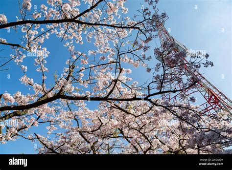 Cherry blossom in Alishan National Forest Recreation Area at Chiayi ...