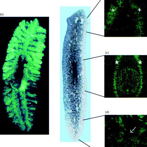 (PDF) Regeneration in Planaria