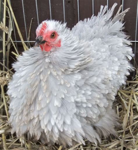 PEKIN BANTAMS,SILKIES,CHICKENS FOR SALE - FRIZZLE PEKIN BANTAMS | Chickens for sale, Silkie ...