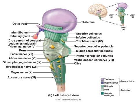 medulla oblongata autonomic - Google Search | Human anatomy and physiology, Medicine book ...