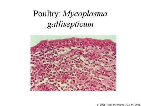 Mycoplasma gallisepticum - Alchetron, the free social encyclopedia