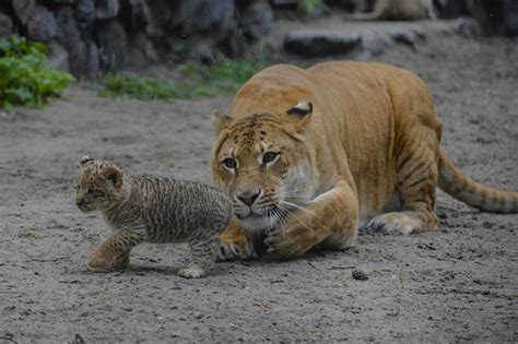 Photos: Cute Liliger Cubs At the Novosibirsk Zoo, Russia | Ahmad Ali ...