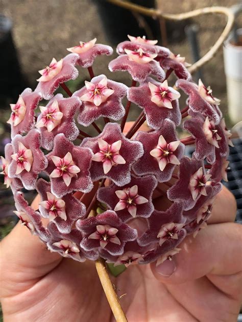 Hoya blooms look as good as candy : gardening