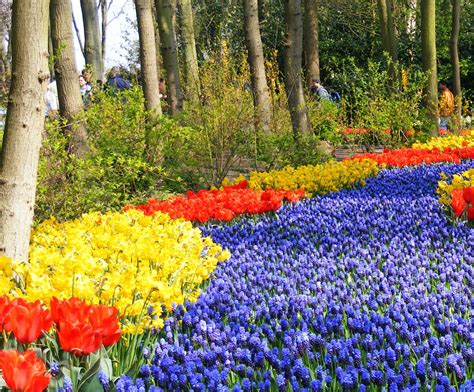 Amsterdam Classic Tulip Tour Bike & Boat - Magnifique II (&IV) | Cycle ...