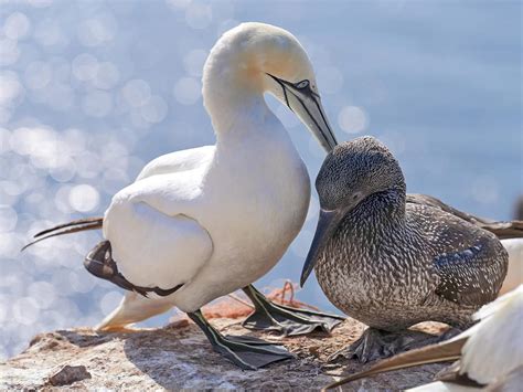 Gannet Bird Facts (Morus bassanus) | Birdfact