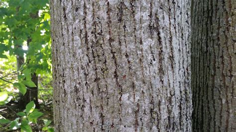 American Basswood - Tilia Americana | Decidous Trees | Cold Stream Farm