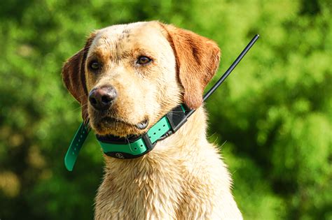 Best GPS Dog Collars of 2023 | Blade Shopper