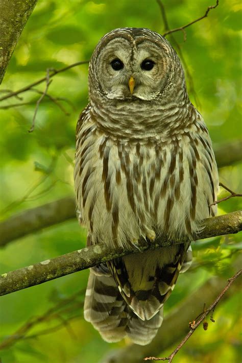 The Barred Owl Calls | BirdNote