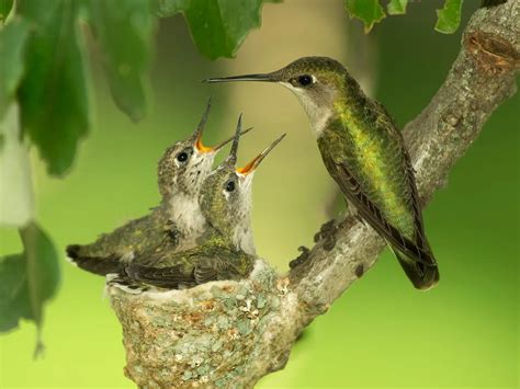 Baby Hummingbirds: All You Need to Know (with Pictures) | Birdfact