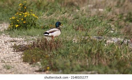 20,501 Duck habitat Images, Stock Photos & Vectors | Shutterstock