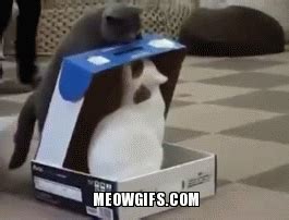 cat in box funny cats gif | WiffleGif