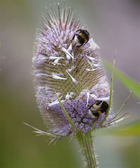 Photos show summer beauty of Rodley Nature Reserve - West Leeds Dispatch