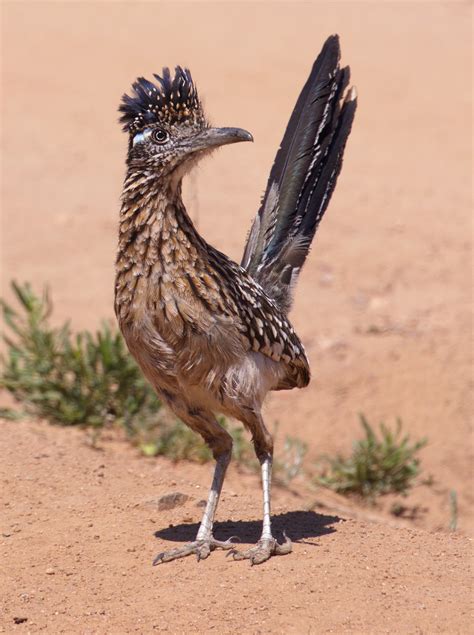 Greater Roadrunner | San Diego Bird Spot