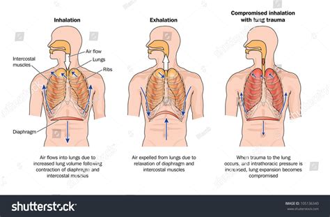 Muscles Of Inhalation And Exhalation Diagram - Blogger Lagi