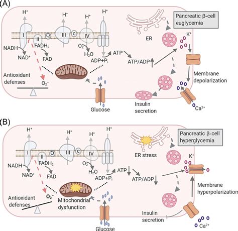 β-Cell Function in Normal Conditions and in Type 2 Diabetes (T2D). (A ...