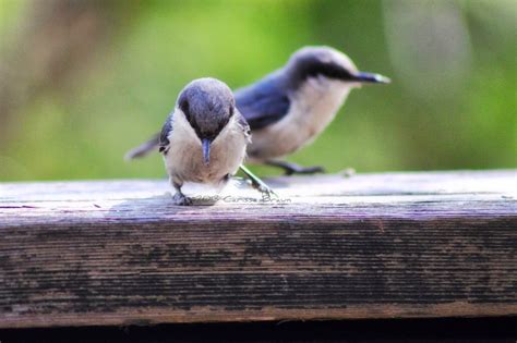 Nature Photography and Facts : Pygmy Nuthatch