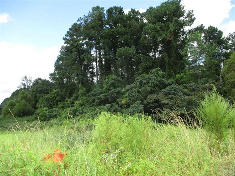 98.6 Acres of Land for Sale in Nicholls, Georgia - LandSearch