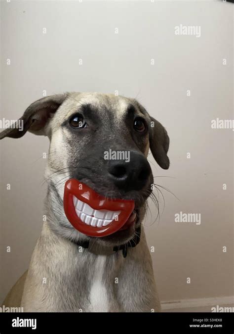 Funny photo of a dog with a big, toothy grin created by a clever pacifier-style dog chew toy ...