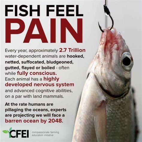 Fishing and the Depletion of our Oceans