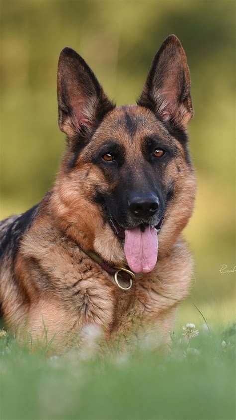 German Shepherd 4K HD Wallpapers | HD Wallpapers | ID #32342