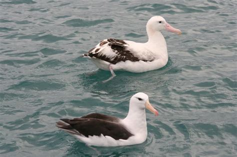 Antipodean albatross - Facts, Diet, Habitat & Pictures on Animalia.bio