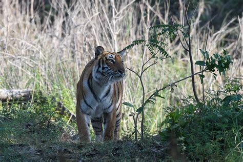 Jim Corbett Tiger Reserve — Indian Wildlife Safaris