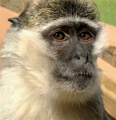 Portrait of African Green Monkey, Chlorocebus Aethiops Stock Image ...