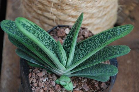 Gasteria | Cacti and succulents, Propagating succulents, Succulents garden