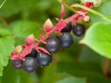 Salal: Identification, Leaves, Bark & Habitat | Gaultheria shallon